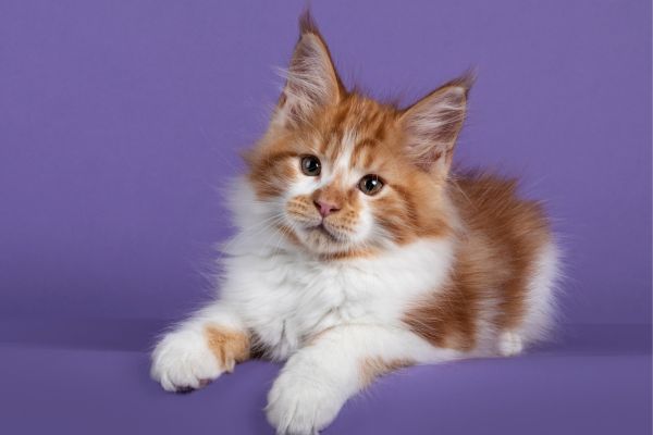 Happy Tails Rescue